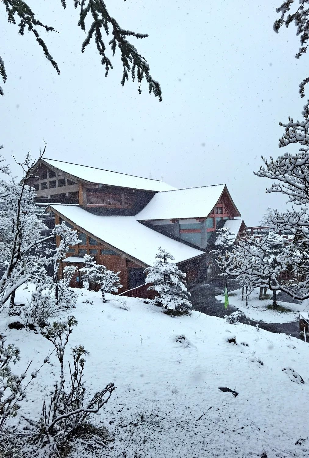 玉龙雪山五月雪 杜鹃花迎雪绽放