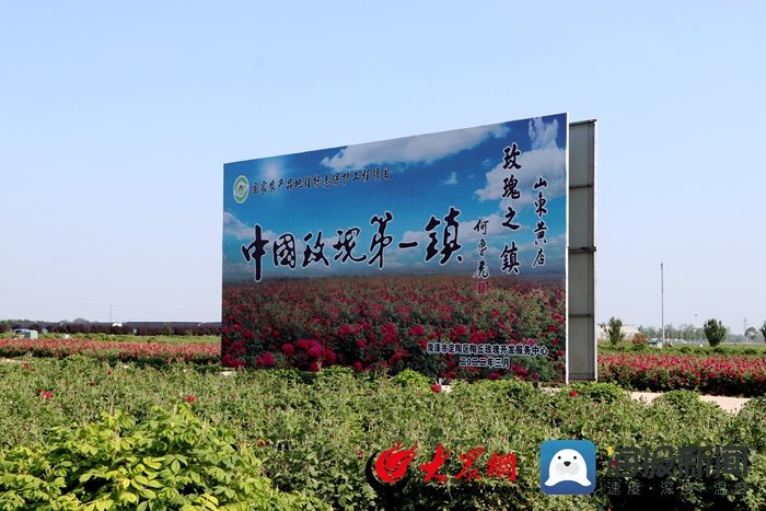 持续到6月的玫瑰花期到了（花期持续万亩玫瑰赏花正当时）