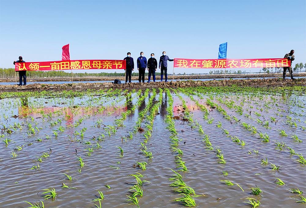 超260万亩！黑龙江省水稻插秧正当时
