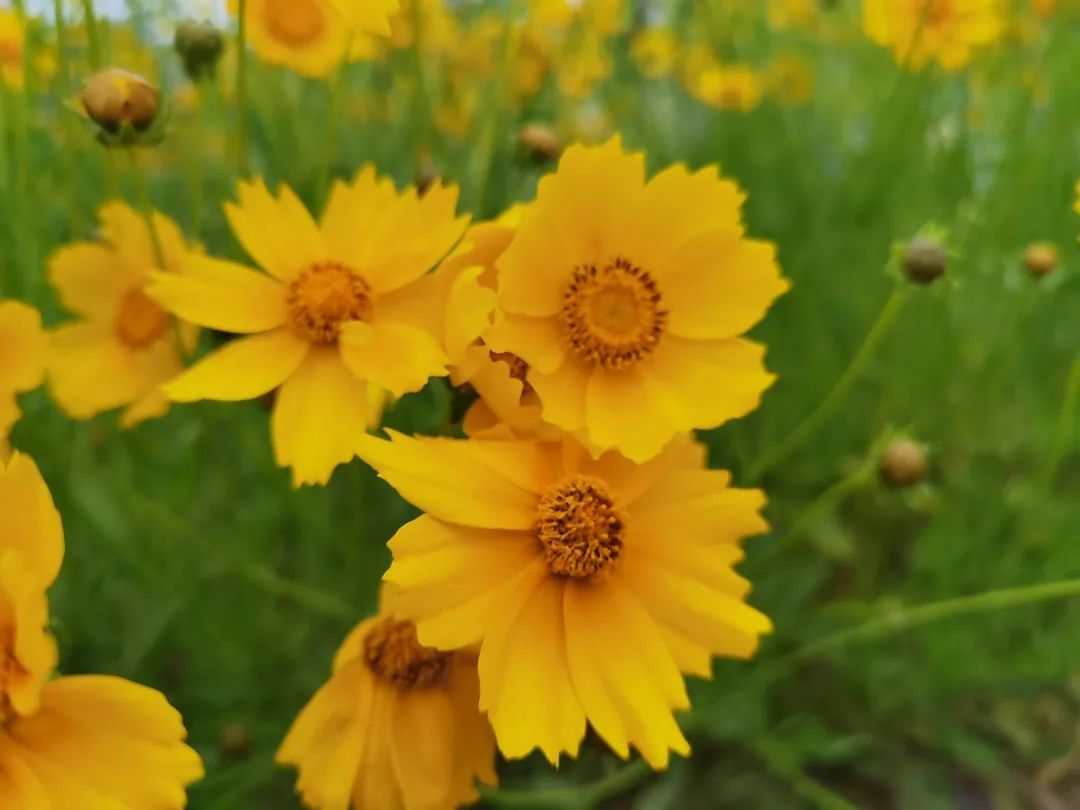 花都開好了 來雲賞青西郊野公園初夏美景吧 天天看點