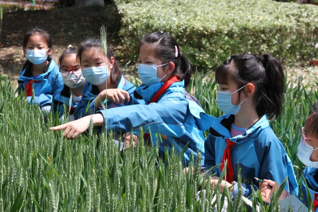 种菜、煮饭、做木工……这些学校的劳动课，你pick哪一个？