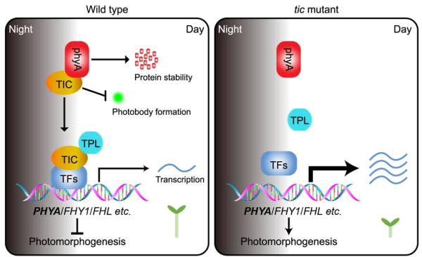 研究发现生物钟反馈调节远红光受体phyA分子机制