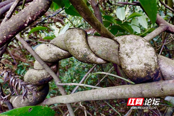 炎陵有处山水大观园，不出省也能领略“九寨沟”