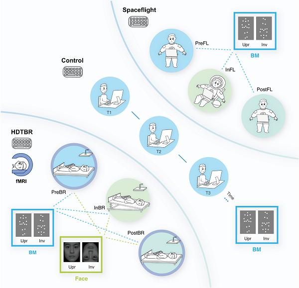心理所等揭示重力环境塑造人类生物运动知觉