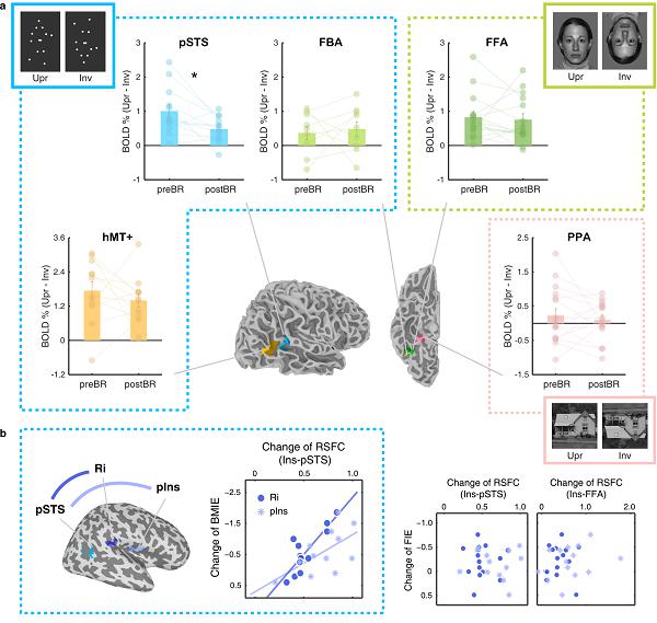 心理所等揭示重力环境塑造人类生物运动知觉