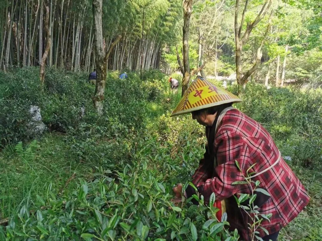 江西武夷山属于哪个市，江西武夷山旅游景点简介