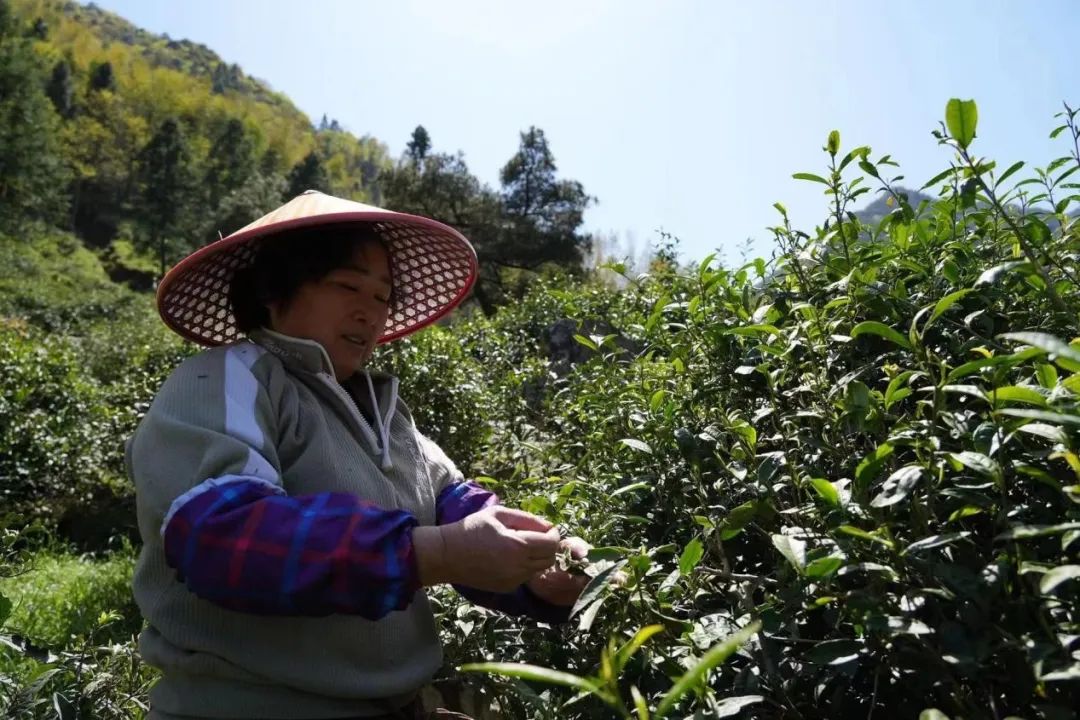 江西武夷山属于哪个市，江西武夷山旅游景点简介