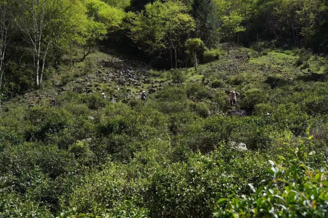 江西武夷山属于哪个市，江西武夷山旅游景点简介