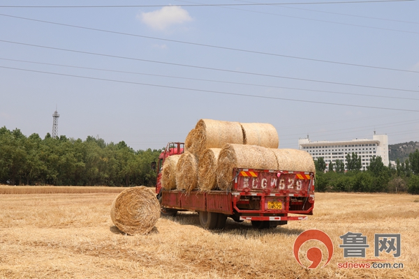 棗莊市中區(qū)齊村鎮(zhèn)：又是一年麥?zhǔn)彰Γ溊藵L滾穗飄香，秸稈打捆變廢為“寶”