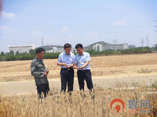 棗莊市中區(qū)齊村鎮(zhèn)：又是一年麥?zhǔn)彰Γ溊藵L滾穗飄香，秸稈打捆變廢為“寶”