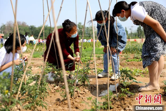 衡水市利民路小学:校园里面开菜园(图1)