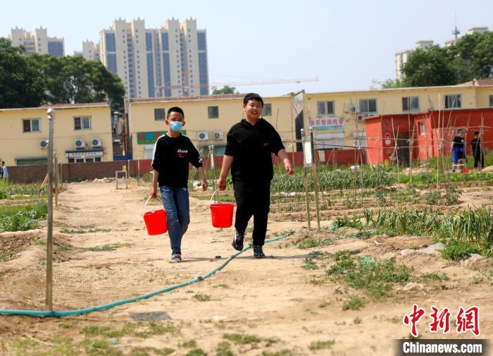 衡水市利民路小学:校园里面开菜园(图2)