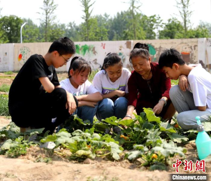 衡水市利民路小学:校园里面开菜园(图5)