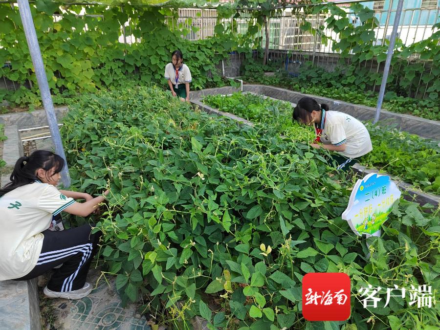 三亚市第四小学“空中菜园”丰收啦!“蔬”香为伴(图2)