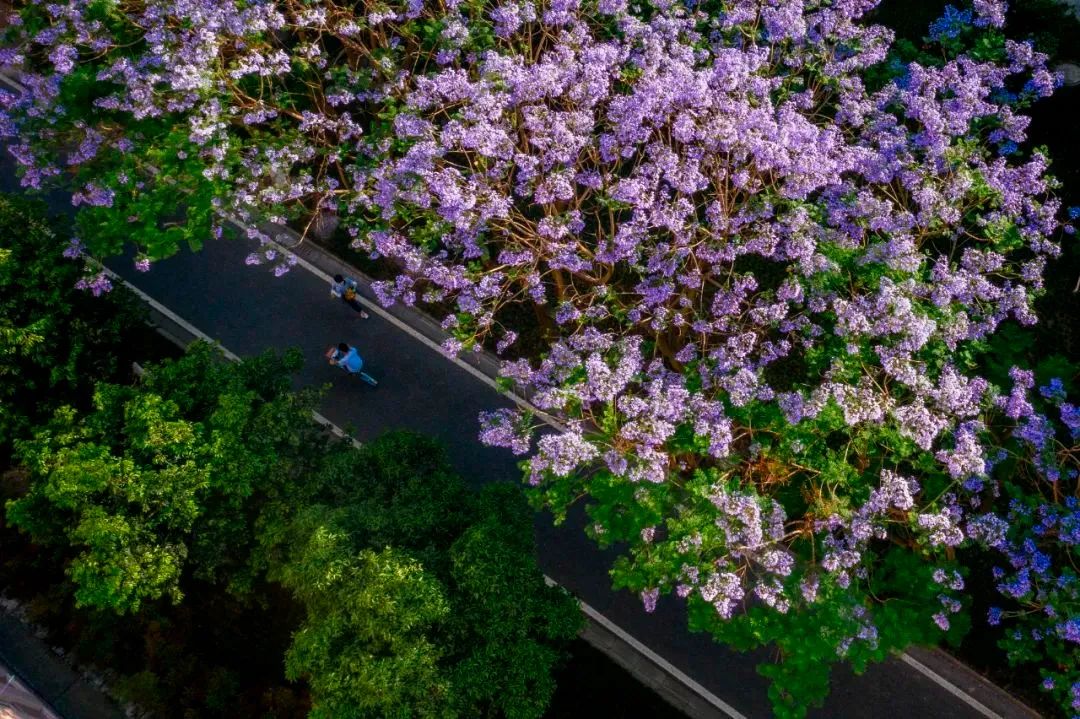 高三学子注意！四川多所高校发布本科招生章程