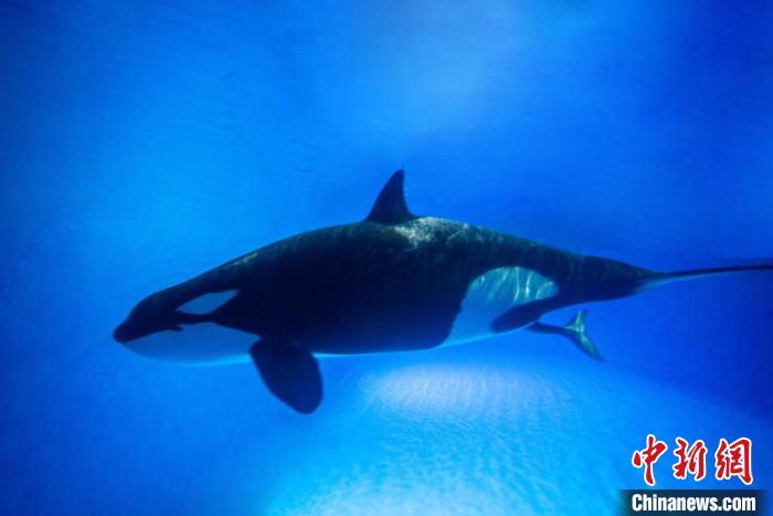 诞生画面首曝光！沪籍虎鲸宝宝迎来首个“儿童节”