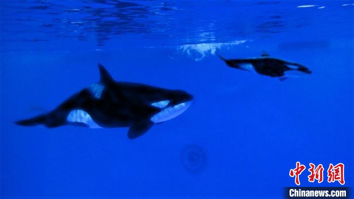 诞生画面首曝光！沪籍虎鲸宝宝迎来首个“儿童节”