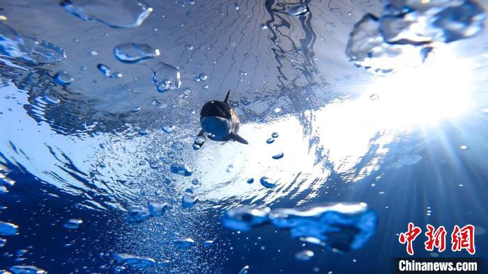 诞生画面首曝光！沪籍虎鲸宝宝迎来首个“儿童节”