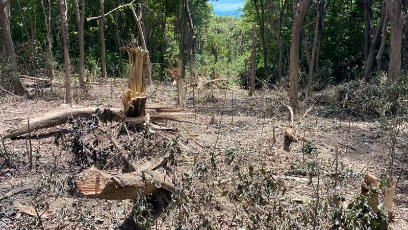 台媒曝光教练机失事现场画面：树干被削断，树林周边焦黑一片