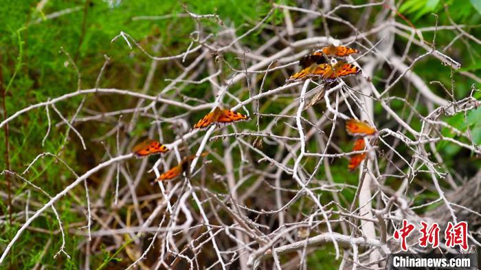 新疆和硕戈壁腹地数万红蝶翩然起舞