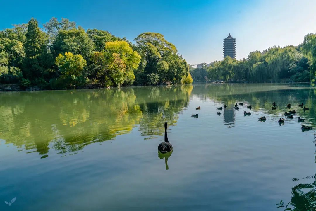 北京大学奥运会项目有哪些(10余个学科、上百门课程，北大在行动！)