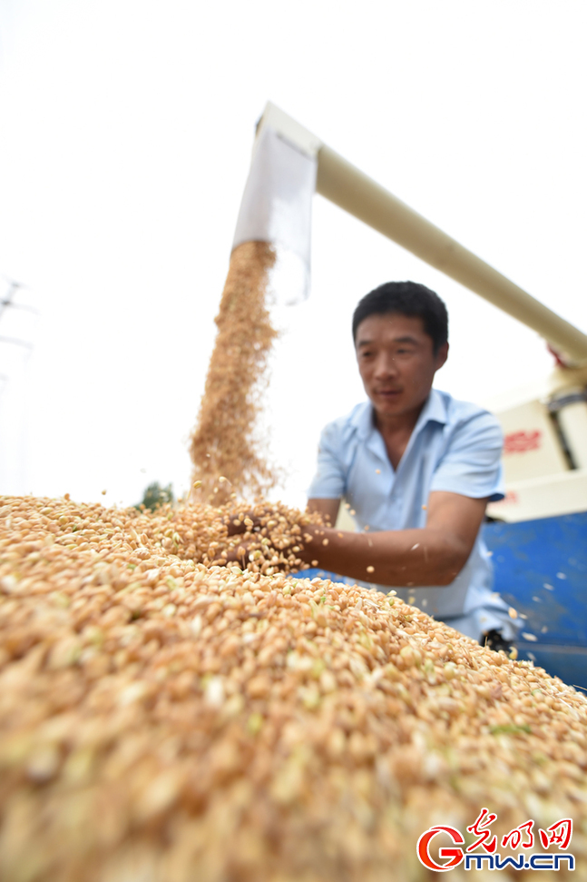 組圖|山東聊城:茌平83萬畝小麥全面開機收割
