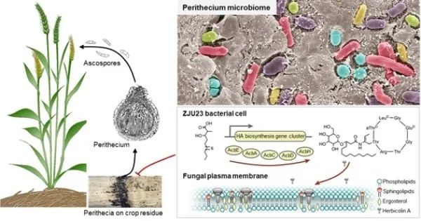 研究揭示生物防治真菌病害新机制