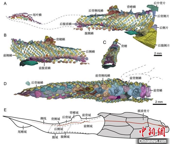 鱼类鳞片鳞列如何演化而来？4.1亿年前化石最新研究揭秘