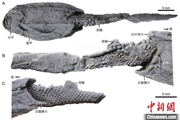 鱼类鳞片鳞列如何演化而来？4.1亿年前化石最新研究揭秘