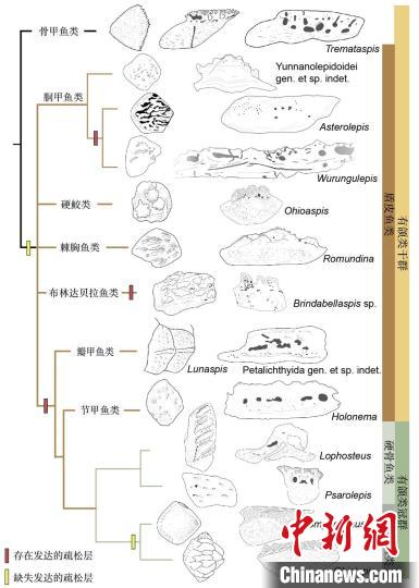 鱼类鳞片鳞列如何演化而来？4.1亿年前化石最新研究揭秘