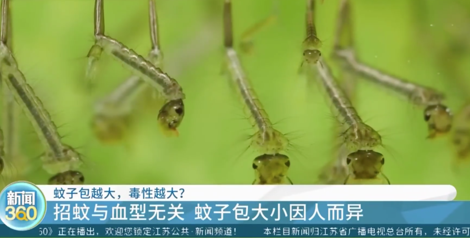 熱搜！蚊子包越大毒性越大、蚊子愛叮O型血？專家：沒有科學依據！蚊子其實愛叮這類人……