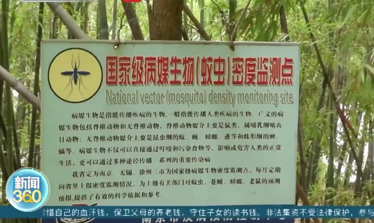 熱搜！蚊子包越大毒性越大、蚊子愛叮O型血？專家：沒有科學依據！蚊子其實愛叮這類人……