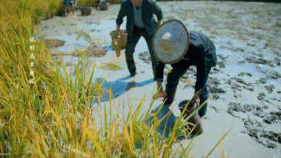 《春风又绿江南岸》今晚收官，严东雷面临去留抉择