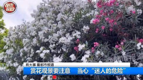 当心“迷人的危险”！女孩嘴含夹竹桃拍照后中毒送医