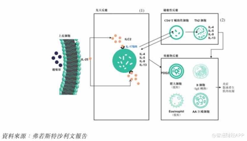 SM17首例受试者给药顺利完成，高效研发成中国抗体-B(03681)内在价值增长驱动力