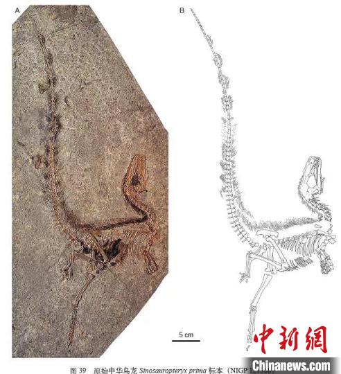 中国已发现210余种蜥臀类恐龙 分布于18个省市区
