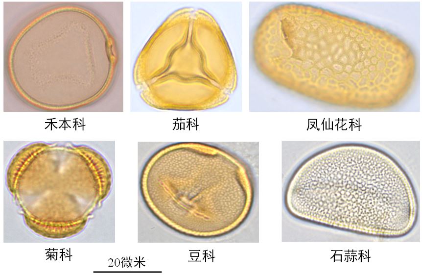 千年孢粉透露：秦汉已现我国东部土地利用格局雏形