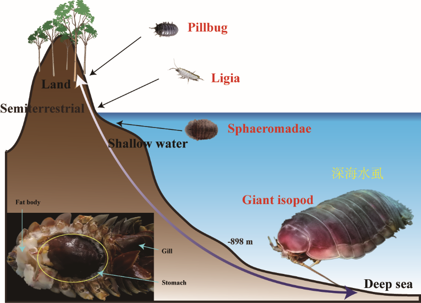 首个深海甲壳动物深海水虱基因组被中科院海洋所破译