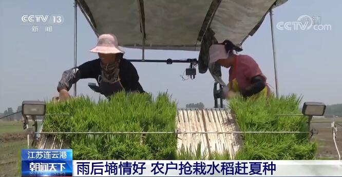 江苏连云港雨后墒情好 农户抢栽水稻赶夏种