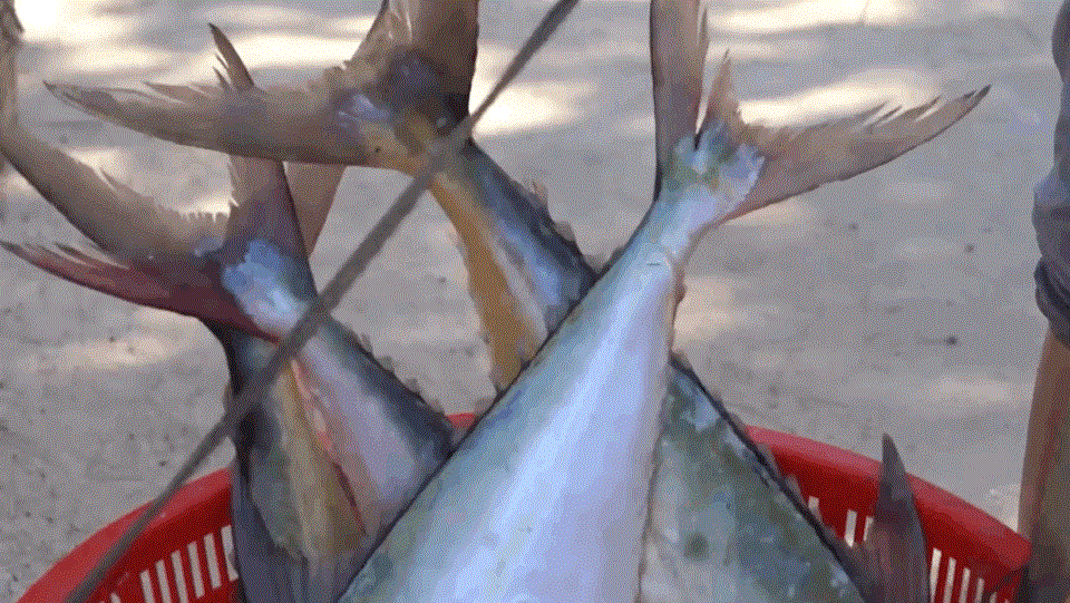 《向往的生活》回应“道具鱼”，深海鱼为啥有‘塑料感”？