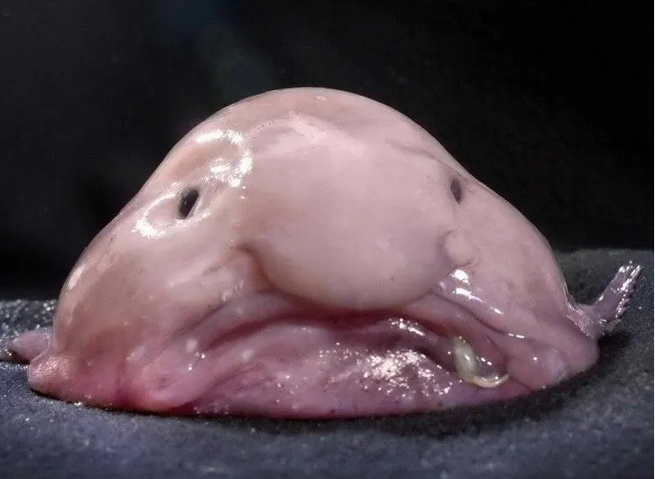 《向往的生活》回应“道具鱼”，深海鱼为啥有‘塑料感”？