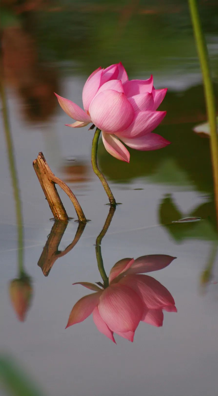 一朵荷花一首诗,石城荷花醉游人
