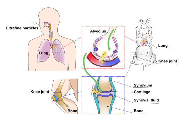大气细颗粒物穿透生物屏障及毒性效应研究取得进展