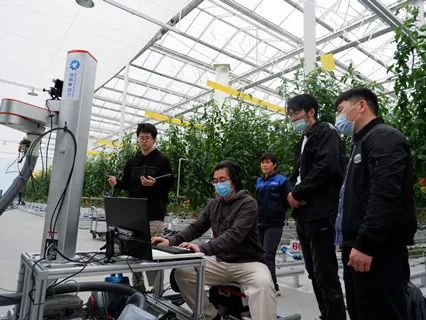北京市打造樱桃番茄采摘机器人测试应用场景