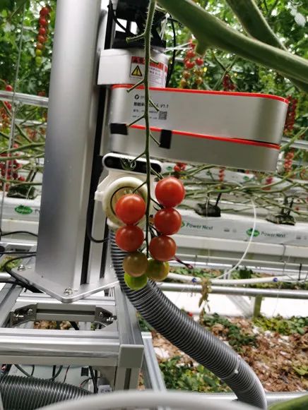 北京市打造樱桃番茄采摘机器人测试应用场景