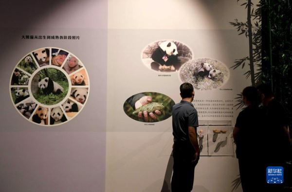 《熊猫时代——揭秘大熊猫的前世今生》展览在石家庄举办