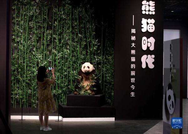 《熊猫时代——揭秘大熊猫的前世今生》展览在石家庄举办