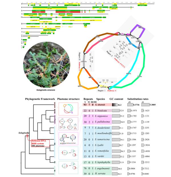 植物所揭示质体基因组多样性演化的机制