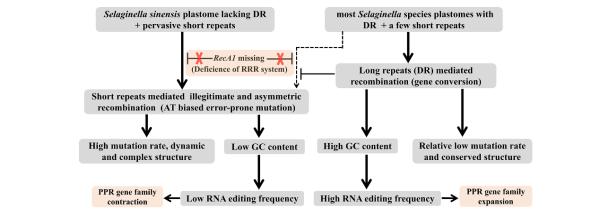 植物所揭示质体基因组多样性演化的机制