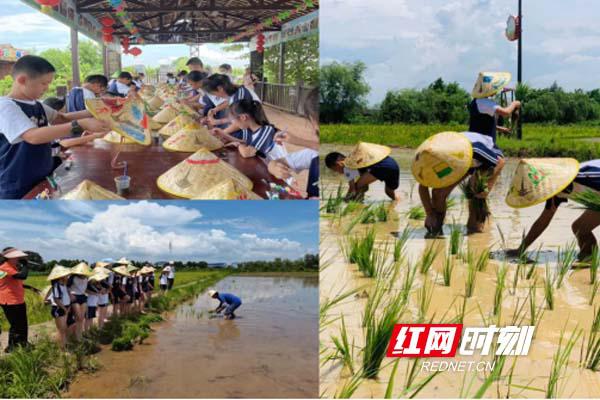 长沙市雨花区砂子塘小学开展农耕劳动实践(图1)